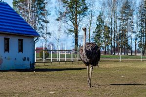 Страусиная ферма в Станьково